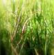 Украина намерена использовать истощенные земли для выращивания растений для биотоплива