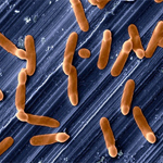 Колонии обычных бактерий могут стать фабриками, производящими биотопливо