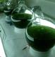 Новосибирские ученые добились снижения цены производства биотоплива из водорослей