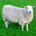 Овцы помогут в домашнем энергосбережении