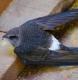 В Великобритании от удара лопасти ветрогенератора погибла редкая птица